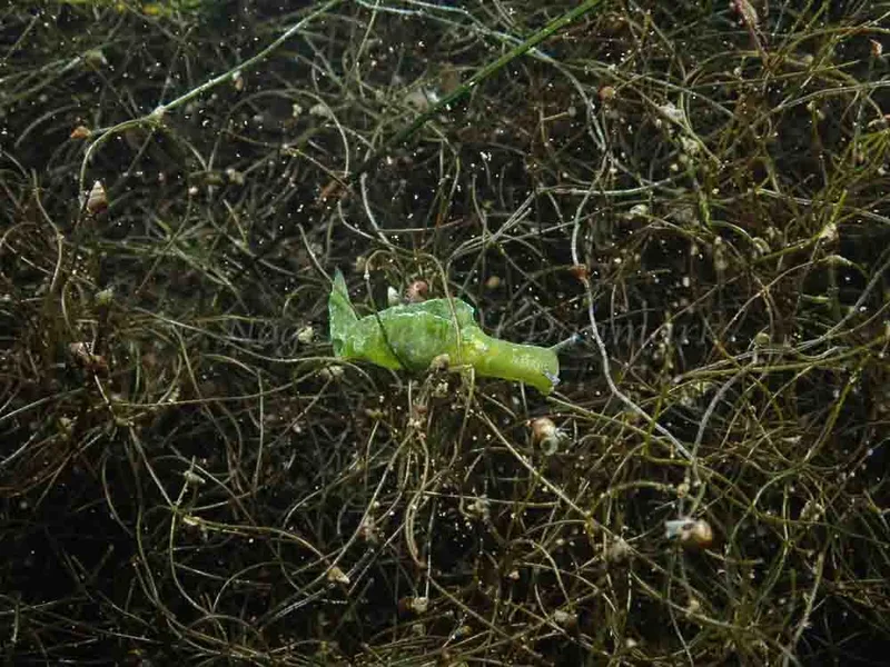Elysia viridis - Kronprinsesse Marys Bro - Foto: Finn Welsø
