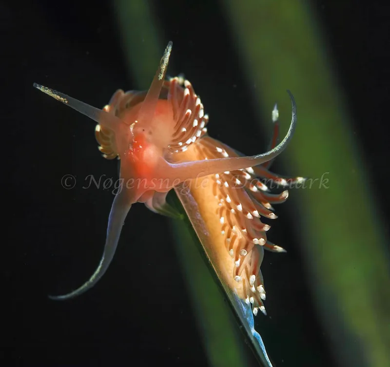 Facelina bostoniensis - Frederikssund Strand - Foto: Dave Holland