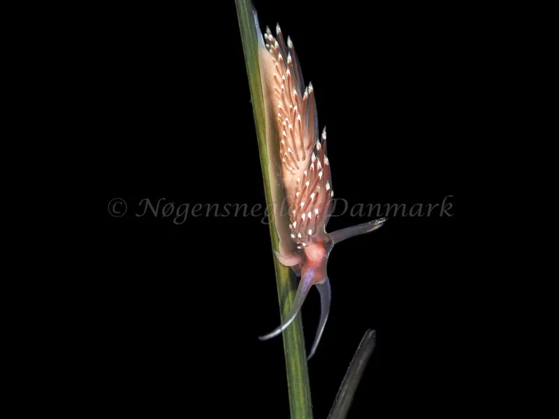Facelina bostoniensis - Frederikssund Strand - Foto: Dave Holland