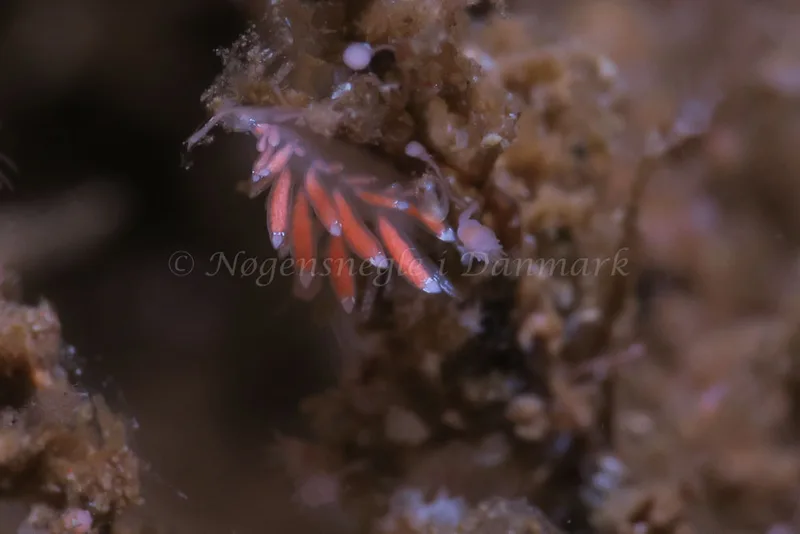 Coryphella gracilis - Ammoniakhavnen - Foto: HP Ølgaard