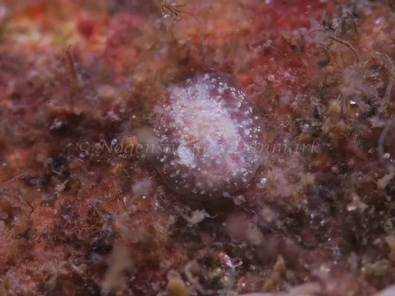 Acanthodoris pilosa - Ammoniakhavnen - Foto: HP Ølgaard