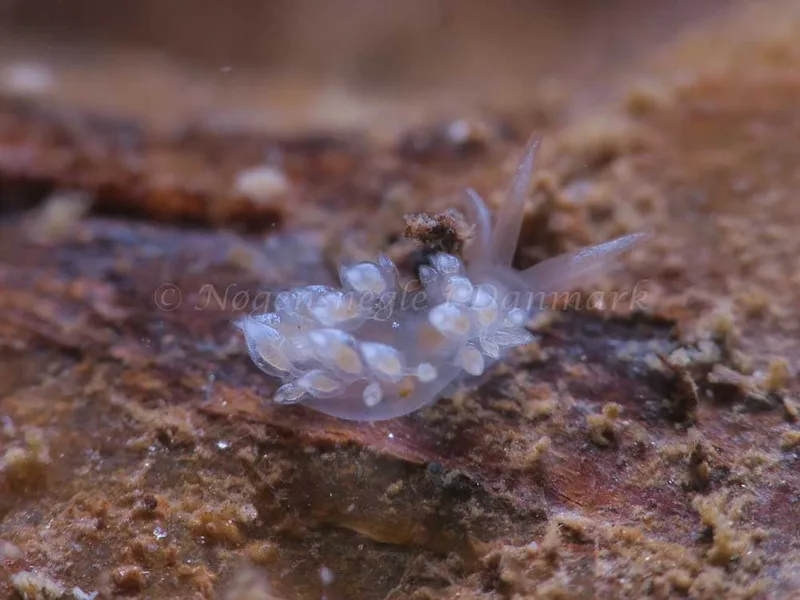 Coryphella verrucosa - Ammoniakhavnen - Foto: HP Ølgaard