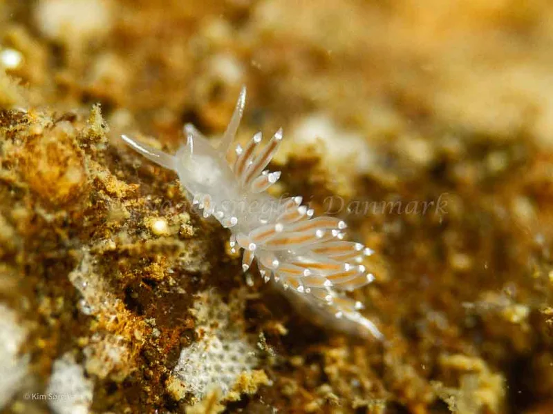 Coryphella verrucosa - Ammoniakhavnen - Foto: Kim Sørensen