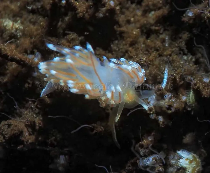 Facelina bostoniensis - Kollund Lillestrand - Foto: Jens Egon Jørgensen