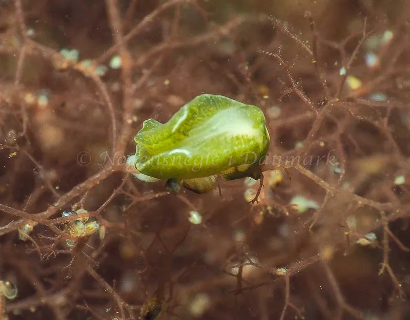 Elysia viridis - Kollund Mole - Foto: Jens Egon Jørgensen