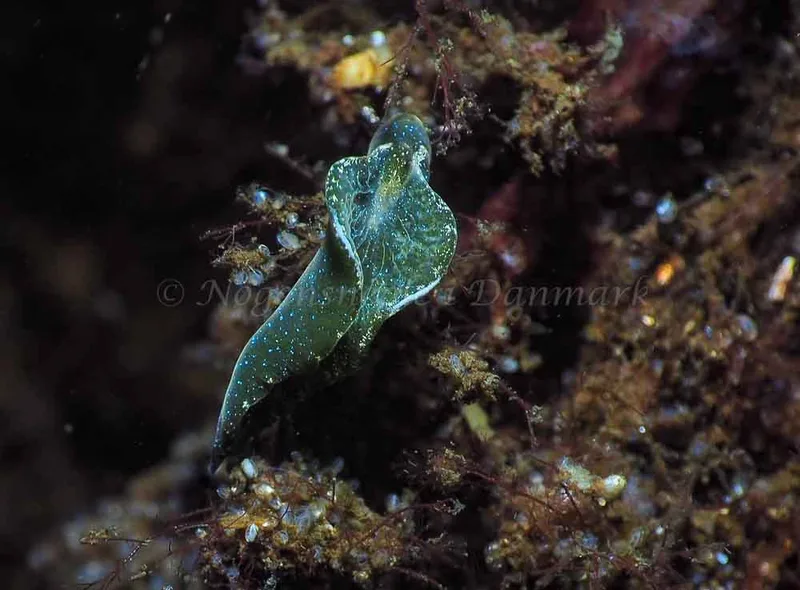 Elysia viridis - Kollund Mole - Foto: Jens Egon Jørgensen