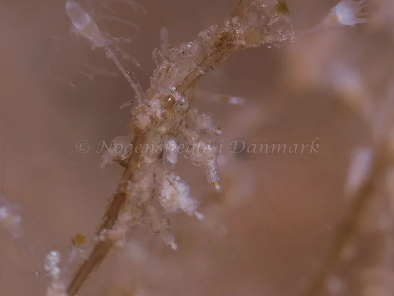 Eubranchus scintillans - Ærøsundfærgen - Foto: HP Ølgaard