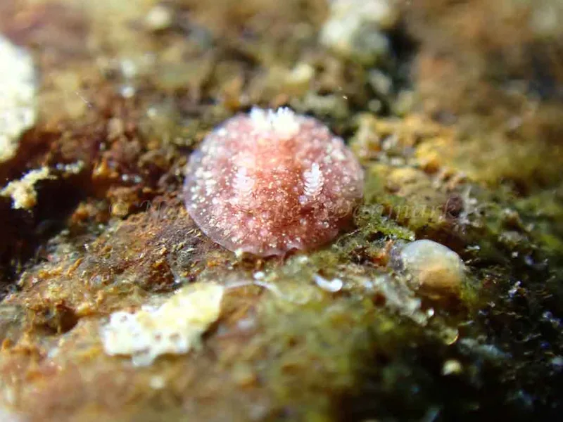 Acanthodoris pilosa - Ammoniakhavnen - Foto: Laurits Larsen