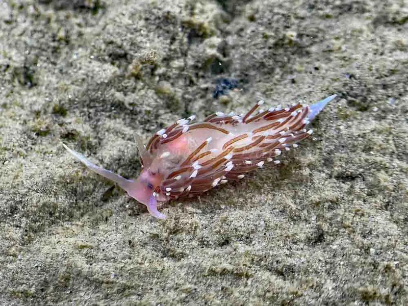 Facelina bostoniensis - Trykkerdammen - Foto: Thomas Blume