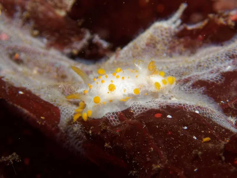 Limacia clavigera - Anders Martin (Vrag) - Foto: Kenneth Krull