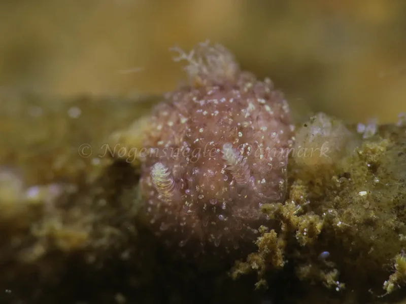 Acanthodoris pilosa - Ammoniakhavnen - Foto: HP Ølgaard