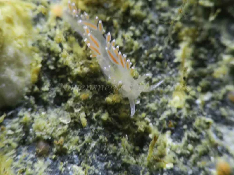 Coryphella verrucosa - Ammoniakhavnen - Foto: HP Ølgaard