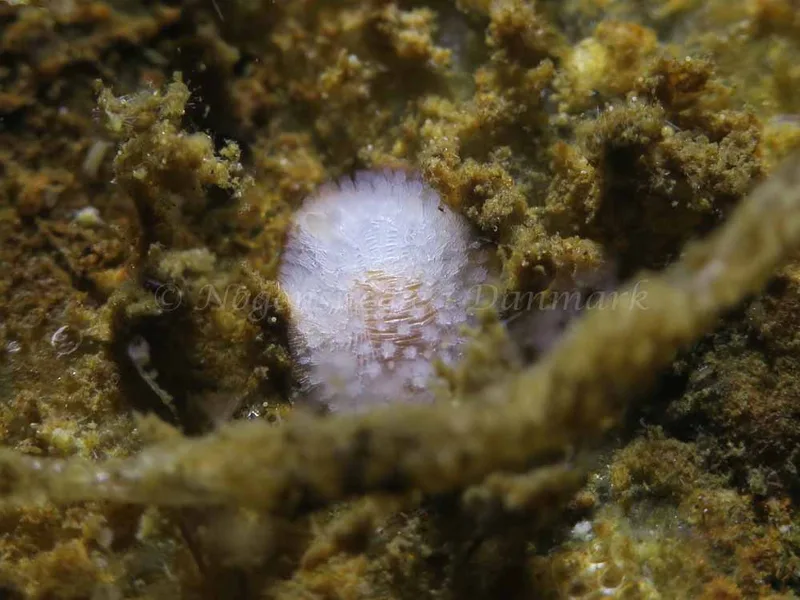 Onchidoris muricata - Ammoniakhavnen - Foto: HP Ølgaard