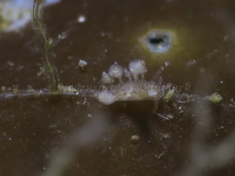 Eubranchus scintillans - 
 Lyngs Odde - Foto: HP Ølgaard