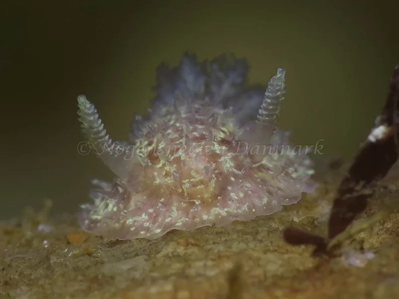 Acanthodoris pilosa - Lyngs Odde - Foto: HP Ølgaard
