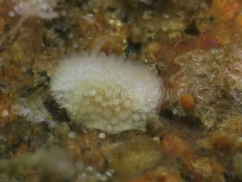 Onchidoris muricata - Ammoniakhavnen - Foto: HP Ølgaard