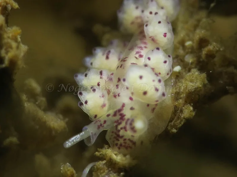 Doto coronata - Ammoniakhavnen - Foto: HP Ølgaard