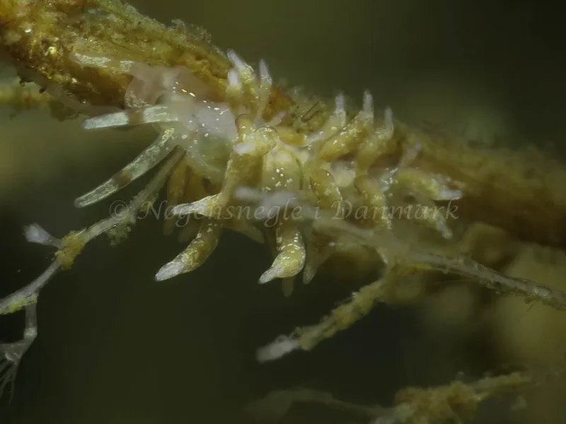Rubramoena amoena - Storebæltsbroen - Foto: HP Ølgaard