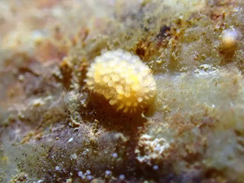 Adalaria proxima - Ammoniakhavne  - Foto: Laurits Larsen