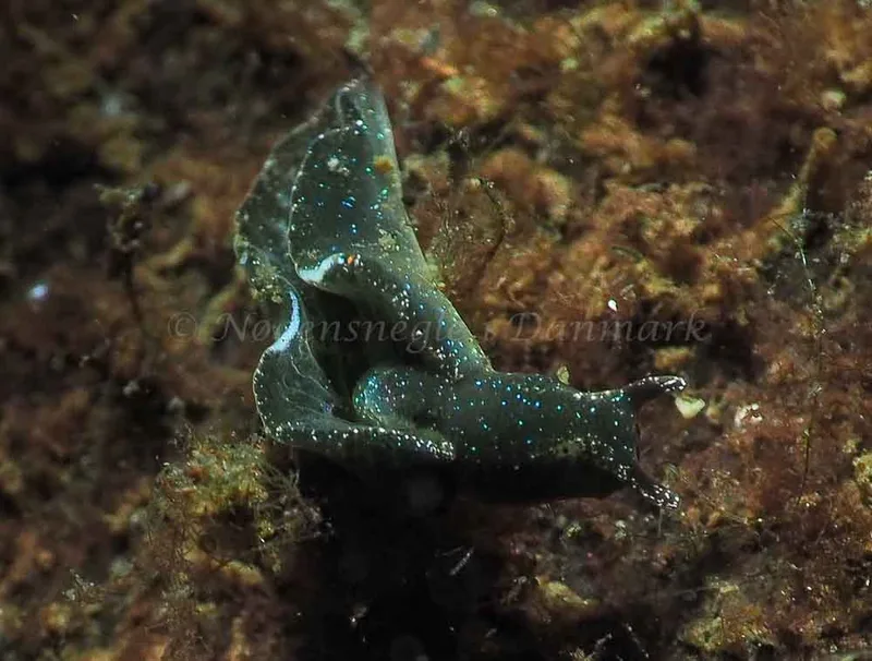 Elysia viridis - Kollund Mole - Foto: Jens Egon Jørgensen