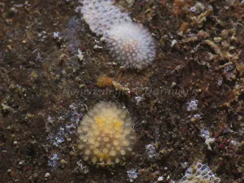 Onchidoris muricata - Ammoniakhavnen - Foto: HP Ølgaard