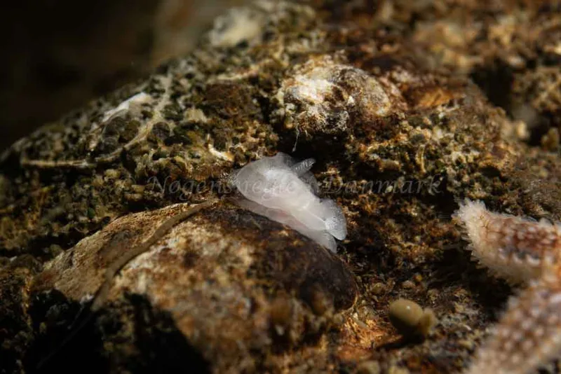 Goniodoris nodosa - Ammoniakhavnen - Foto: Kim Sørensen