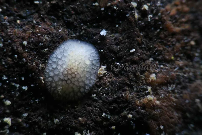 Onchidoris muricata - Ammoniakhavnen - Foto: HP Ølgaard