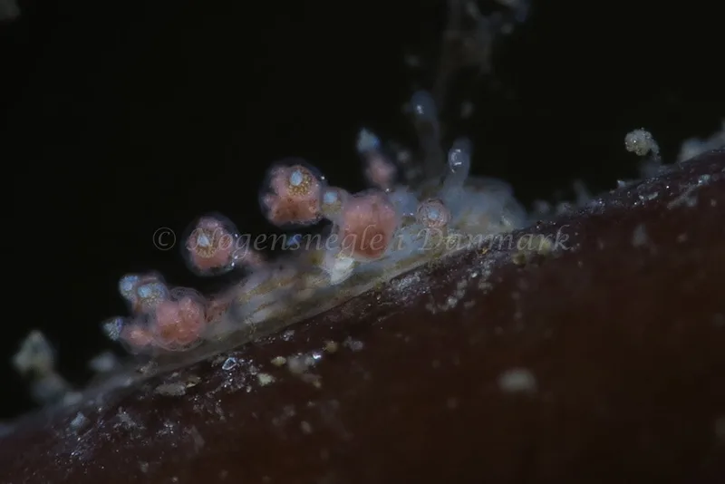 Eubranchus scintillans - Ammoniakhavnen - Foto: HP Ølgaard