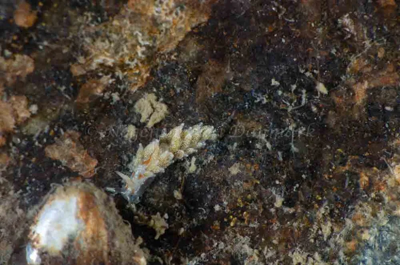 Trinchesia foliata - Bropille 52, Storebæltsbroen - Foto: Jørn Ari