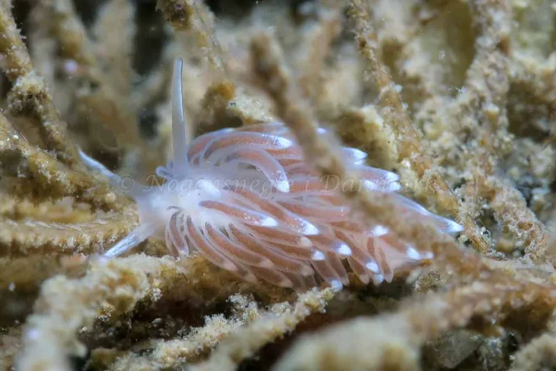 Cuthonella concinna - Lyngsbo Strand - Foto: HP Ølgaard