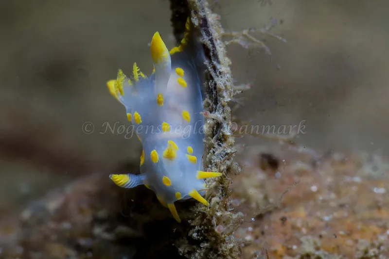Polycera quadrilineata - Lyngsbo Strand - Foto: HP Ølgaard