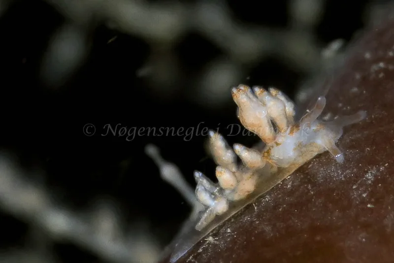 Eubranchus scintillans - Lyngsbo Strand - Foto: HP Ølgaard