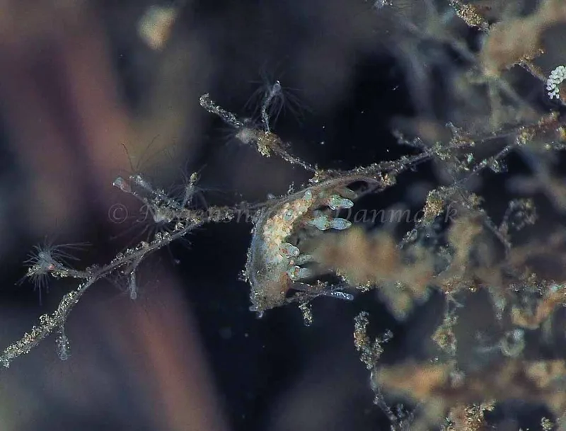 Eubranchus rupium - Kollund Mole - Foto: Jens Egon Jørgensen