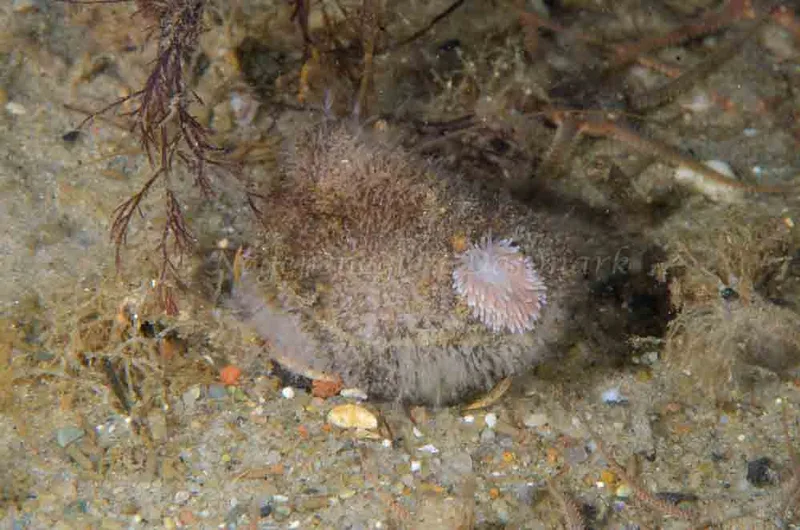 Cuthona nana - Molslinjen Mole, Aarhus Ø i Kattegat