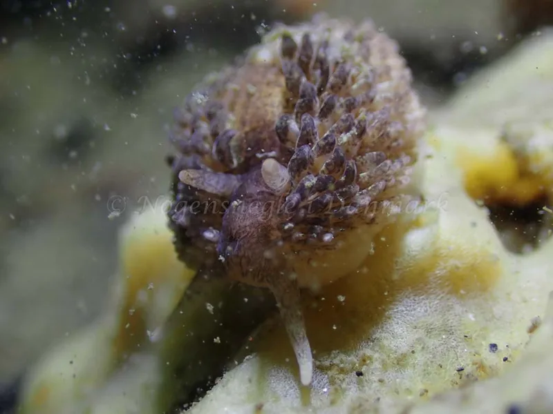 Aeolidia papillosa - Ammoniakhavnen - Foto: Laurits Larsen