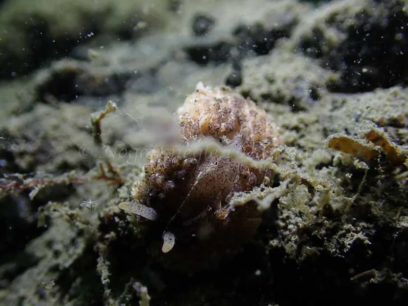 Aeolidia papillosa - Ammoniakhavnen - Foto: Laurits Larsen