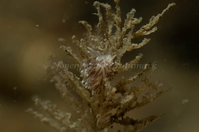 Cuthonella concinna - Ammoniakhavnen - Foto: Kim Sørensen