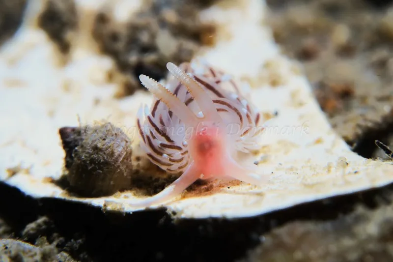 Facelina bostoniensis - Lyngsbo Strand - Foto: HP Ølgaard