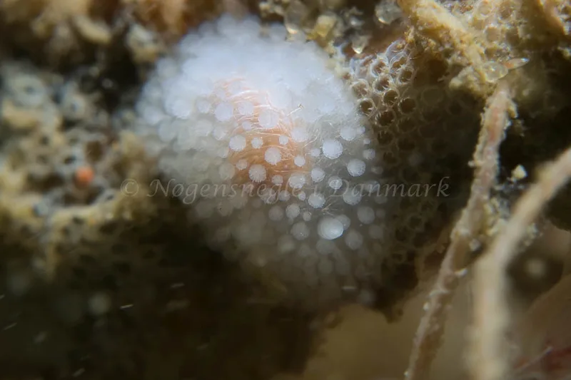 Onchidoris muricata - Lyngsbo Strand - Foto: HP Ølgaard