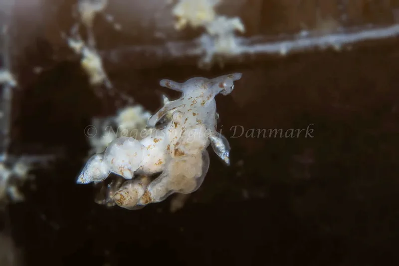 Eubranchus scintillans - Lyngsbo Strand - Foto: HP Ølgaard
