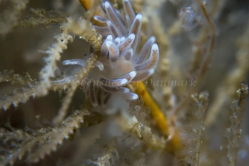 Cuthonella concinna - Lyngsbo Strand - Foto: HP Ølgaard