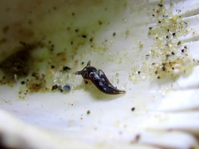Elysia viridis - Lyngsbo Strand - Foto: Laurits Larsen
