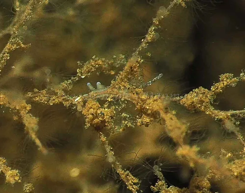 Eubranchus rupium - Kollund Mole - Foto: Jens Egon Jørgensen