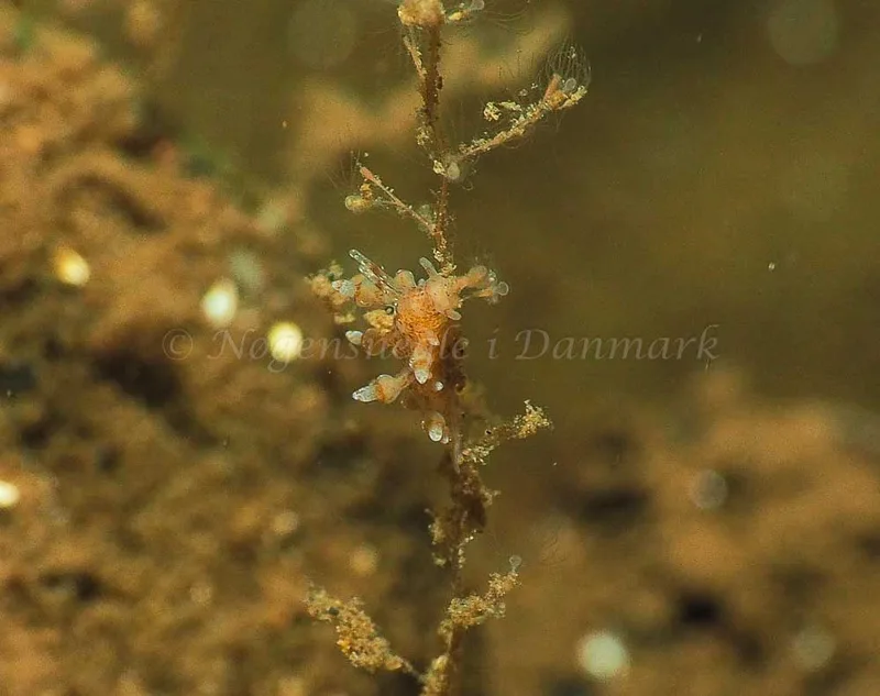 Eubranchus scintillans - Kollund Mole - Foto: Jens Egon Jørgensen