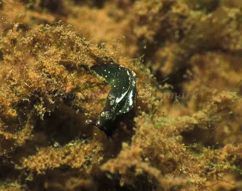 Elysia viridis (Saccoglossa) - Kollund Mole - Foto: Jens Egon Jørgensen