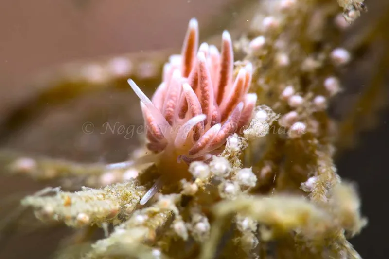 Cuthonella concinna - Ammoniakhavnen - Foto: HP Ølgaard