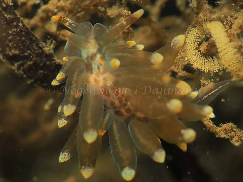 Amphorina viriola - Kollund Lillestrand - Foto: Jens Egon Jørgensen