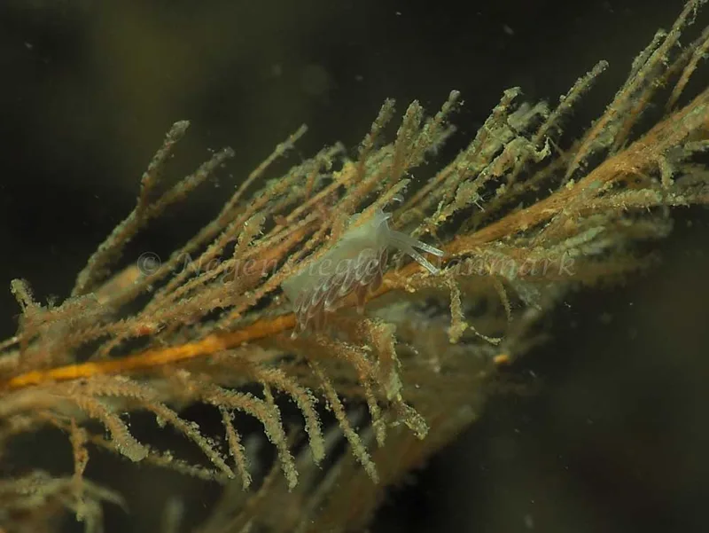 Cuthonella concinna - Ammoniakhavnen - Foto: Jens Egon Jørgensen