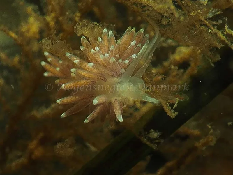 Cuthonella concinna - Ammoniakhavnen - Foto: Jens Egon Jørgensen