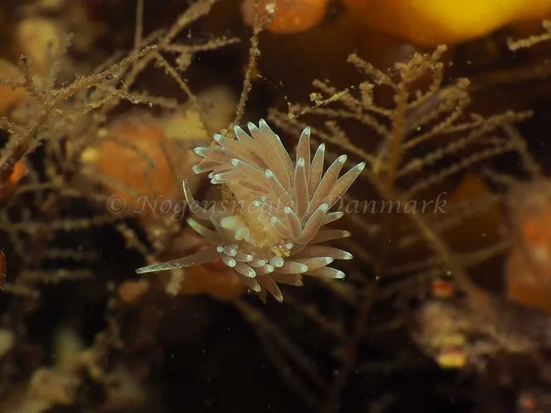 Cuthonella concinna - Ammoniakhavnen - Foto: Jens Egon Jørgensen